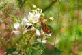 Closeup of an orange and black butterfly in nature Royalty Free Stock Photo