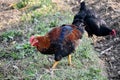 Closeup the orange black color cock stand and eating the feed in the farm over out of focus brown background Royalty Free Stock Photo