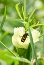 closeup the orange black color firefly beetle insect hold on lady finger plant leaf soft focus natural green brown background Royalty Free Stock Photo