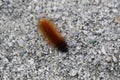 A closeup of an orange and black fuzzy caterpillar Royalty Free Stock Photo