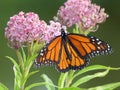 Monarch Butterfly on Pink Milkweed Flower Royalty Free Stock Photo