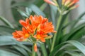 Orange flowering Clivia plant Royalty Free Stock Photo