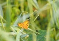 Orange butterfly on the grass field Insect animal Royalty Free Stock Photo