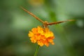 orange butterfly on orange lantana in a tropical gree Royalty Free Stock Photo