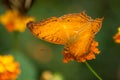 Orange butterfly on orange lantana in a tropical gree