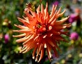 Closeup of an orange Cactus Dahlia. Royalty Free Stock Photo