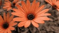 Closeup of orange cape daisies against soil background Royalty Free Stock Photo