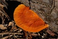 Cinnabar Polypore Closeup