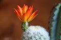 Closeup orange color of blooming cactus flower is Astrophytum asterias is a species of white thorn cactus plant