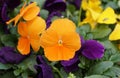 Closeup of the orange color pansies at full bloom