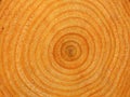 Orange colored annual rings on alnus tree log Royalty Free Stock Photo