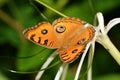 Closeup of a orange colored butterfly Royalty Free Stock Photo