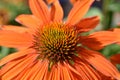 Orange coloured Echinacea purpurea coneflower close-up Royalty Free Stock Photo