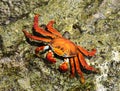 Sally lightfoot crab Grapsus grapsus on rock Royalty Free Stock Photo