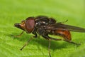 Closeup of the orange Common Snout-hoverfly, Rhingia campestris on a green leaf