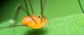 Closeup of an orange daddy long legs spider on a plant.