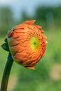 Closeup of an orange dahlia bud. Royalty Free Stock Photo