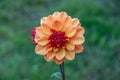 Closeup of a Orange Dahlia flower bloom Royalty Free Stock Photo