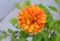 Closeup of a Orange Dahlia flower bloom Royalty Free Stock Photo