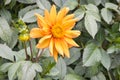 Orange dahlia flower head in bloom with copy space Royalty Free Stock Photo