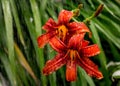 Closeup of orange day-lily flowers in the rain Royalty Free Stock Photo