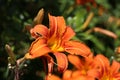 Closeup of orange daylilies blooming on a sunny day at a garden Royalty Free Stock Photo