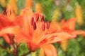 Colorful orange and yellow daylilies. Photo-art. Digital-art. Royalty Free Stock Photo