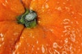 Closeup orange detail Royalty Free Stock Photo