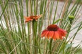 orange echinacea flowers in a garden Royalty Free Stock Photo