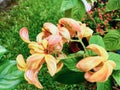 Closeup orange flower blurry background Royalty Free Stock Photo