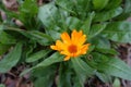 Closeup of orange flower of Calendula officinalis Royalty Free Stock Photo