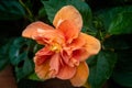 Closeup orange flower on dark background Royalty Free Stock Photo