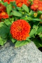 Closeup orange flower garden Royalty Free Stock Photo