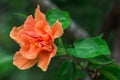 Closeup orange  flower in garden Royalty Free Stock Photo