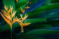 Closeup orange flower of Heliconia or golden torch or lobster-claws or toucan peak or wild plantains or false bird-of-paradise tro Royalty Free Stock Photo