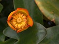 Closeup orange flower of Nuphar japonica ,rubraticum plants with blurred background Royalty Free Stock Photo