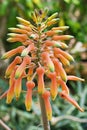 Closeup orange flower of soap Aloe suprafoliata, book aloe maculata ,boekaalwyn plants with soft selective focus for pretty backgr Royalty Free Stock Photo