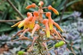 Closeup orange flower of soap Aloe suprafoliata, book aloe maculata ,boekaalwyn plants with soft selective focus for pretty backgr Royalty Free Stock Photo