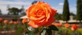 Closeup of an orange Flowering plant Hybrid tea rose in a Garden Royalty Free Stock Photo