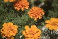 closeup of the orange flowers of a chrysanthemum Royalty Free Stock Photo