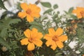 closeup of the orange flowers of a chrysanthemum Royalty Free Stock Photo