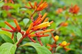 Closeup orange flowers Hamelia papilloma ,Patterns patens Jacq ,firebush Hummingbird Bush plants ,Compact Firebush ,Louisiana Nurs