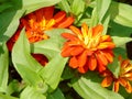 Closeup of orange flowers of zinnia elegans, beautiful flower with many petals and yellow center, nature Royalty Free Stock Photo