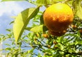 Closeup of orange fruit Royalty Free Stock Photo