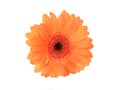 Orange gerber flower on white Royalty Free Stock Photo