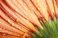 Closeup orange gerbera daisy flower Royalty Free Stock Photo