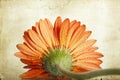 Closeup orange gerbera daisy flower Royalty Free Stock Photo