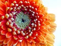 Closeup orange gerbera flower Royalty Free Stock Photo