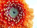 Closeup orange gerbera flower