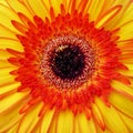 Closeup of an orange Gerbera Garvinea flower